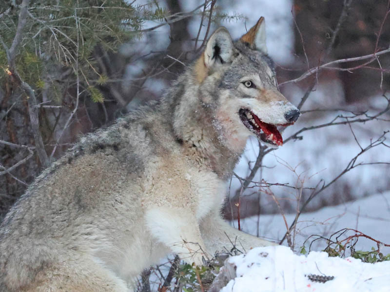 Local trappers weigh in on new wolf regulations - Seeley Swan Pathfinder