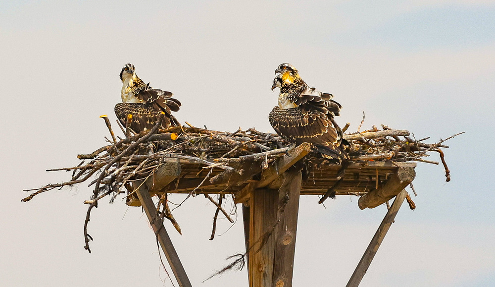 three bird nest – tracy sailors